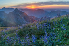 France, Pyrénées-Atlantiques (64), Béarn, paysage fleuri de chardons bleus et coucher de soleil avec vue sur les sommets//France, Pyrenees-Atlantiques (64), Béarn, flowery landscape of blue thistles and sunset with a view of the peaks
