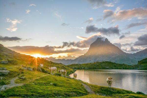 Décoration murale tableau paysage nature - Tableau photo du lever de soleil estival au Pic du Midi d'Ossau, mettant en valeur la sérénité du lac d'Ayous et la présence paisible d'un troupeau de vaches